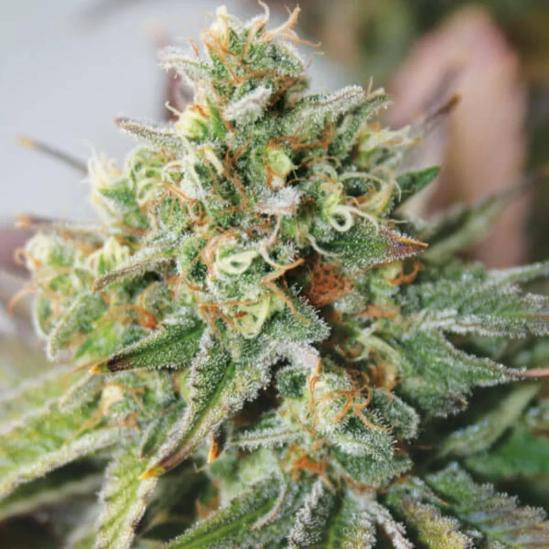 Critical XXL van Garden of Green