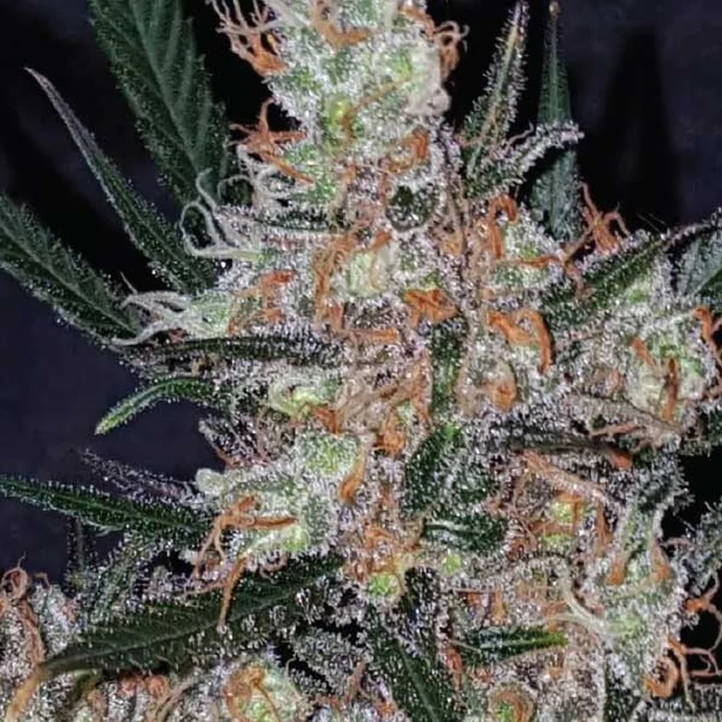 Diesel Berry Cough van Garden of Green