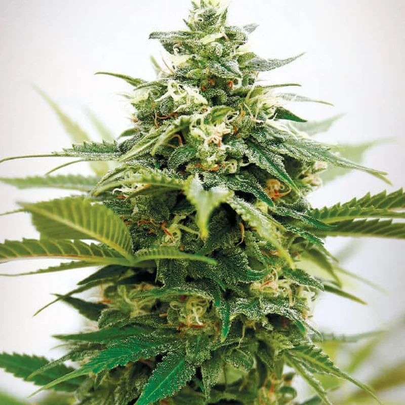 Critical XXL van Garden of Green