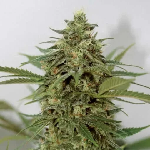 Amnesia Lemon Pie van Garden of Green