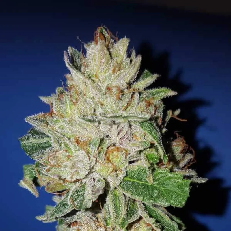 Violet Kush van Garden of Green