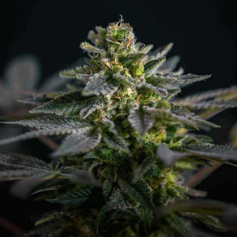 Super Skunk Kush van Garden of Green