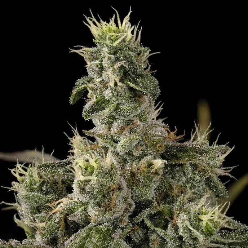 Nicole Kush van Garden of Green