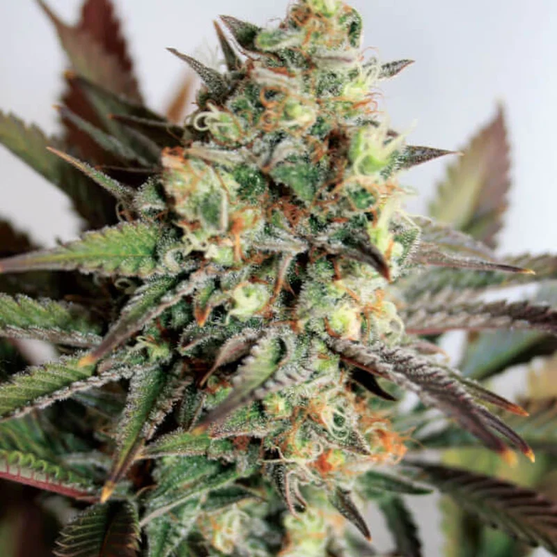 Girl Scout Cookies van Garden of Green