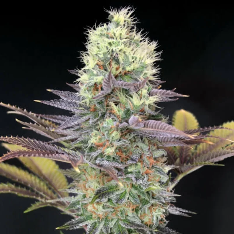 Cali Bay Dream van Garden of Green