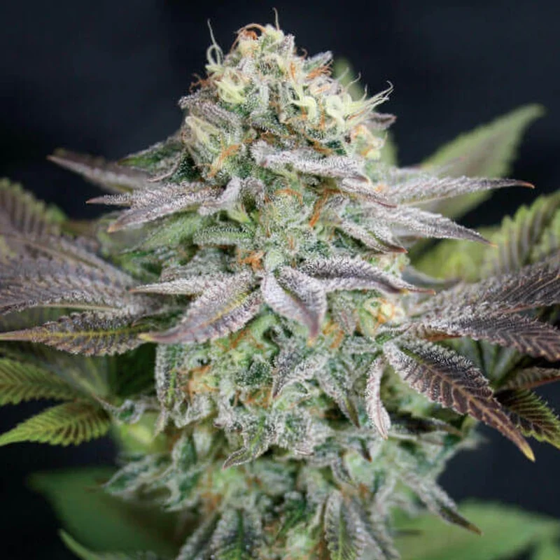 Blue Dream van Garden of Green