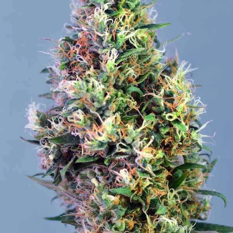 Super Pineapple Haze van Garden of Green