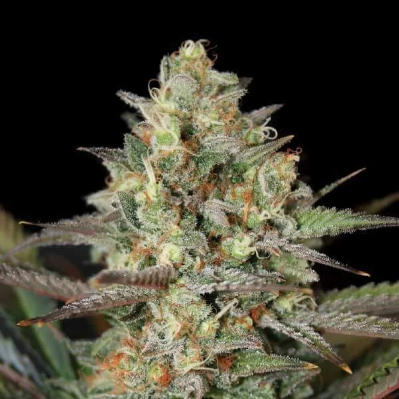 Kush Mass van Garden of Green