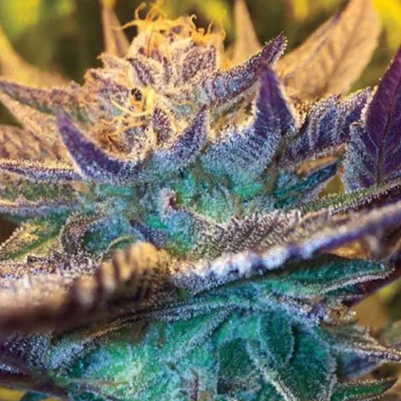Girl Scout Cookies van Garden of Green