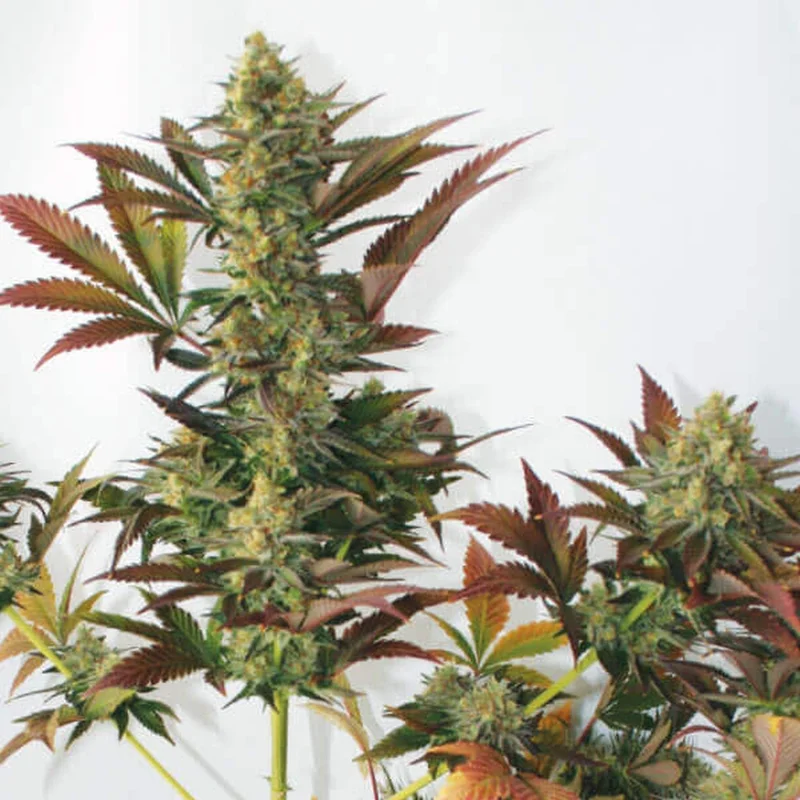 Larry's Lemon OG van Garden of Green