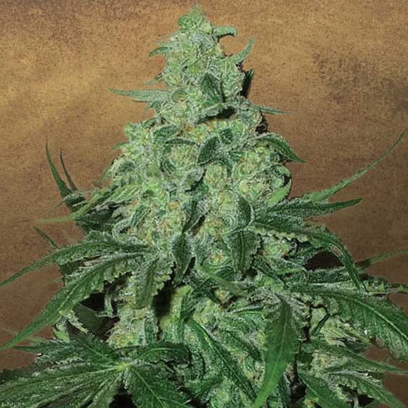 Super Skunk van Garden of Green