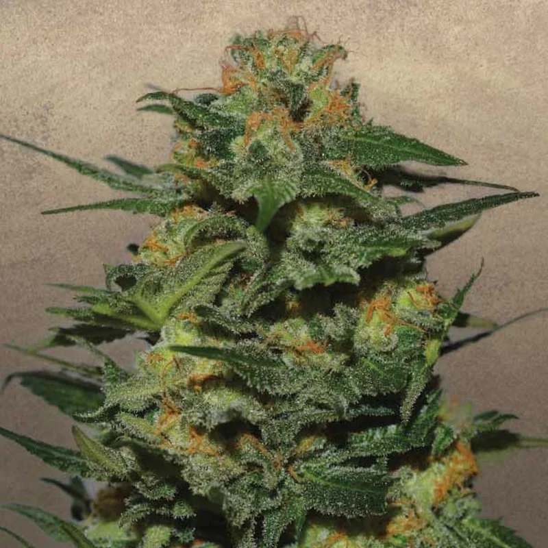 Green Crack van Garden of Green
