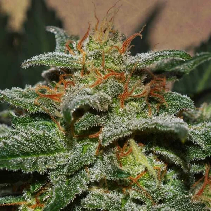 Sweetberry Cough van Garden of Green
