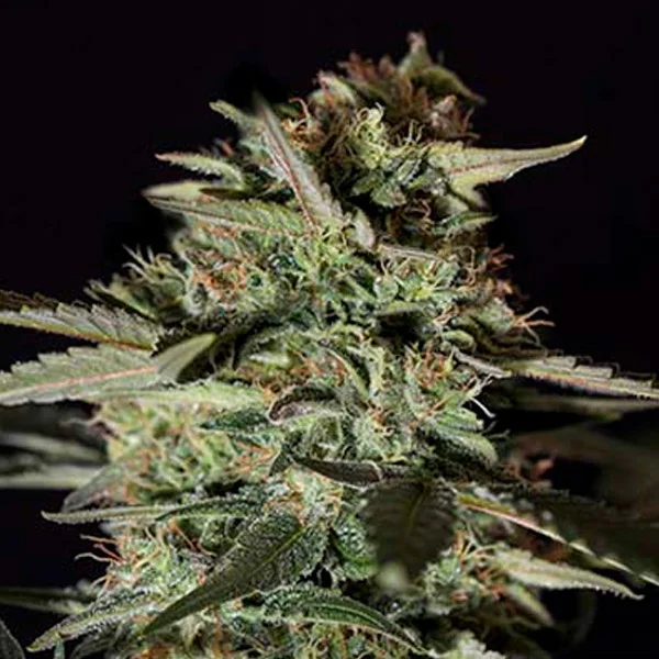 Medizinal CBD van Genehtik