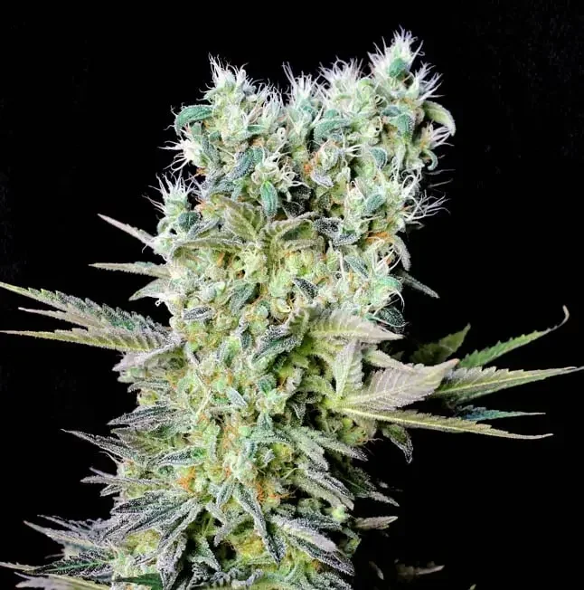Northern Lights X van Genehtik
