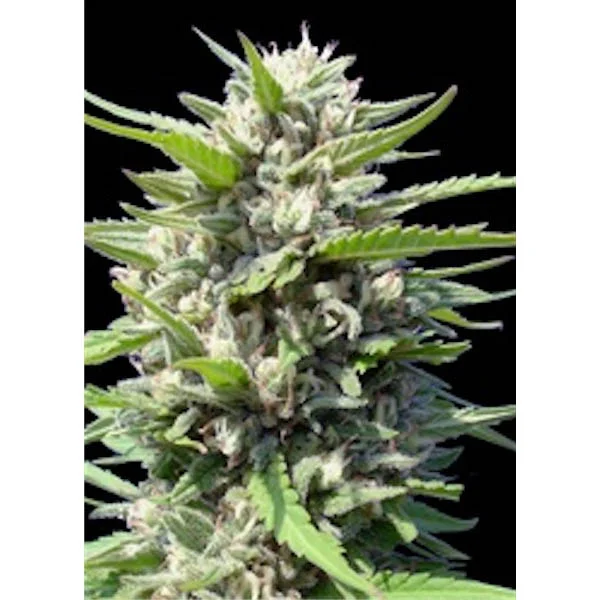 Northern Lights van Genehtik