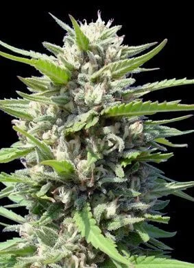Northern Lights van Genehtik