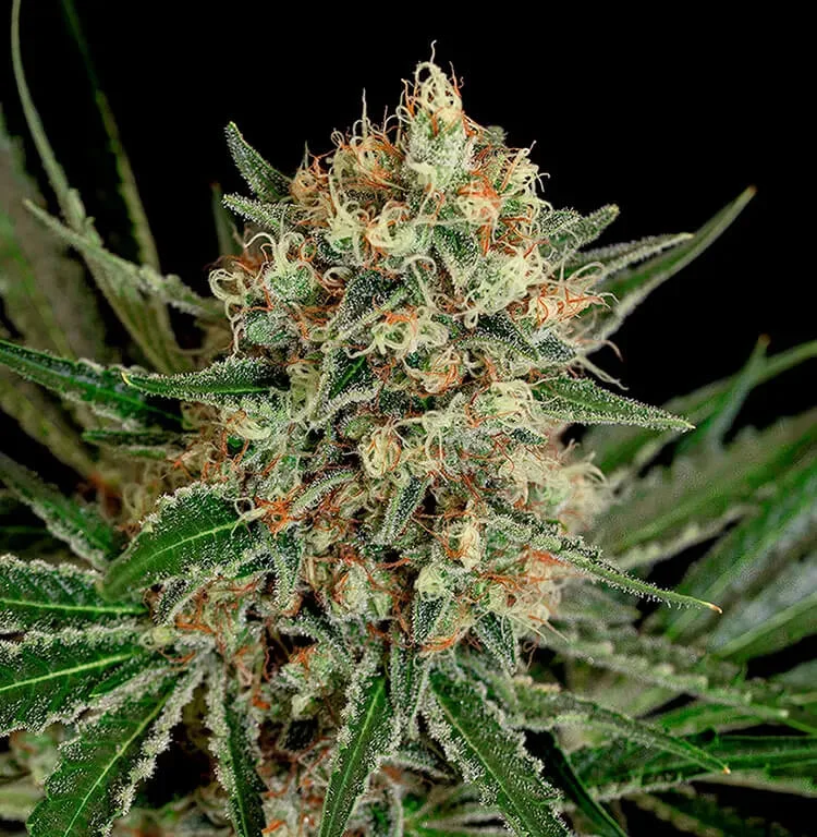 Txerri Bilbo Haze van Genehtik