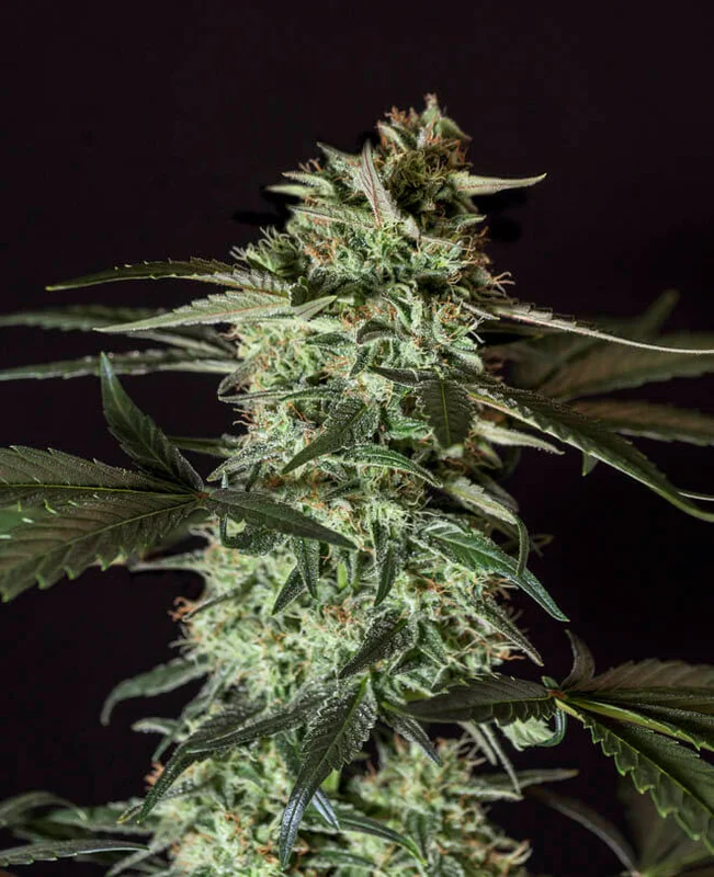 Medizinal CBD van Genehtik