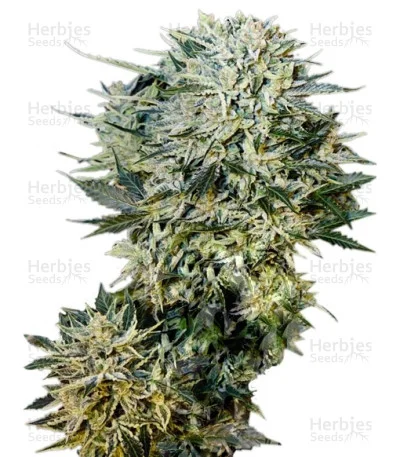 Sugar Gom van Grass O Matic