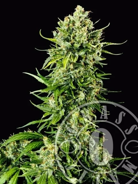 Mass van Grass O Matic