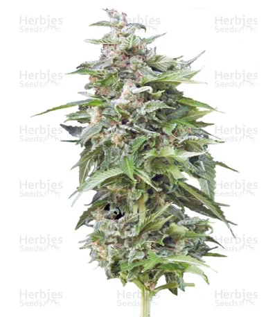 Haze Gom van Grass O Matic