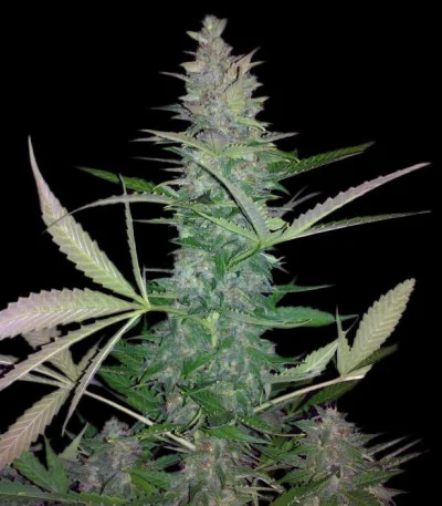 Maxi Haze van Grass O Matic