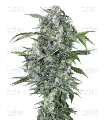 Maxi Haze van Grass O Matic