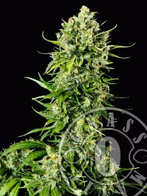 Mass van Grass O Matic