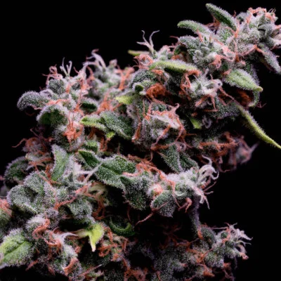 Hazy Kush S1 van Green Bodhi
