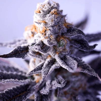Hazy Girl van Green Bodhi