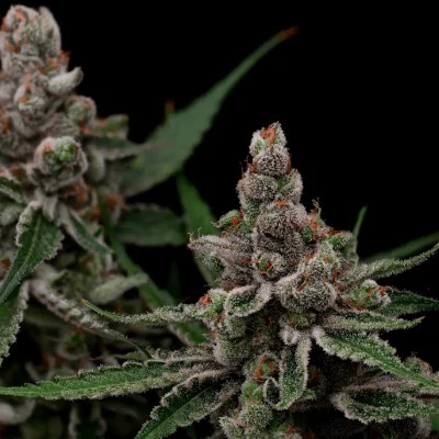 Super Blue Haze di Green Bodhi