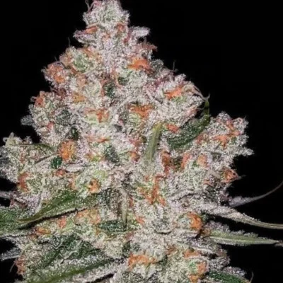 Hazy Voyage van Green Bodhi