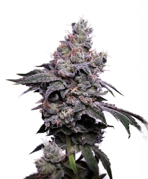 GoldenHaze van Green Bodhi