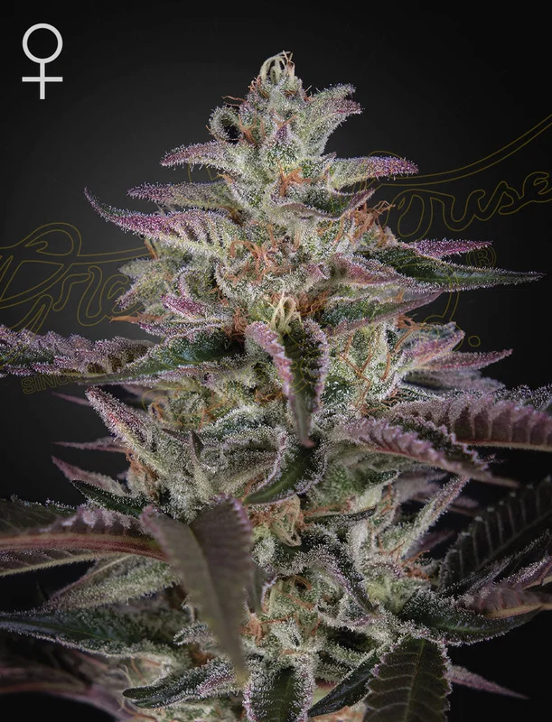 Banana Krumble van Green House Seed Co.