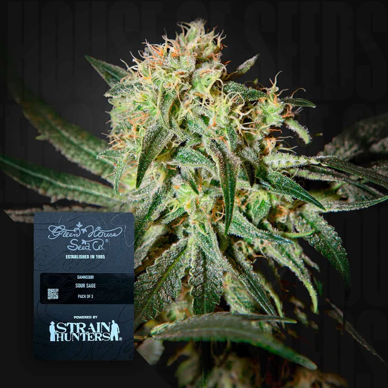 Damn Sour van Green House Seed Co.