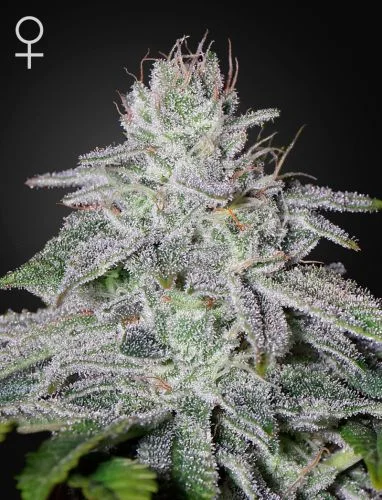 Franco's Lemon Cheese van Green House Seed Co.