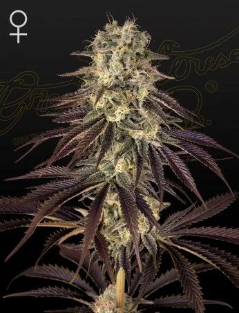 Kong's Krush van Green House Seed Co.