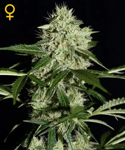 Northern Lights van Green House Seed Co.