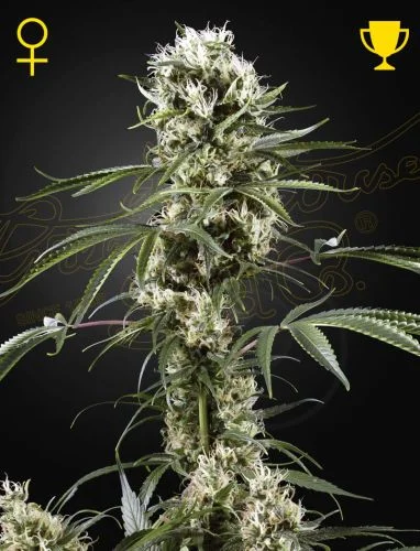 Super Lemon Haze van Green House Seed Co.