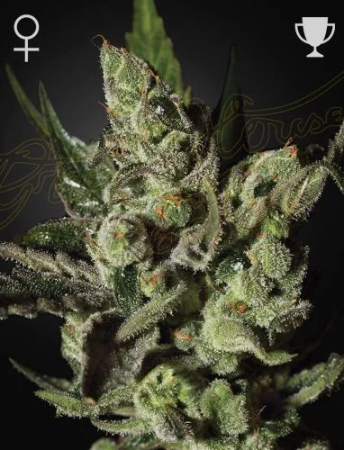 Exodus Cheese van Green House Seed Co.