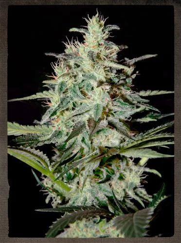 White Lemon van Green House Seed Co.