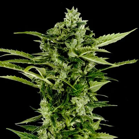 Bomb van Green House Seed Co.