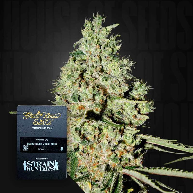 Super Critical van Green House Seed Co.