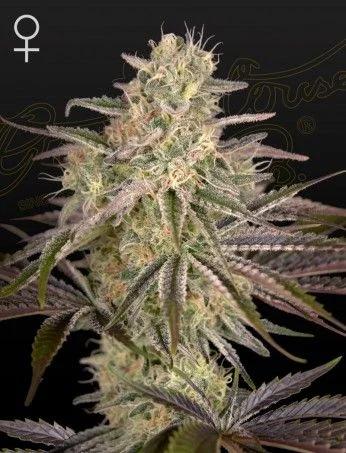 Cloud Walker van Green House Seed Co.