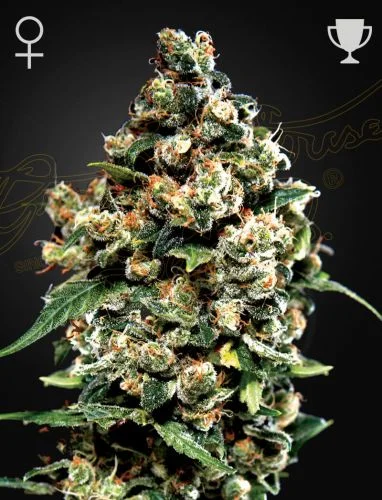 Jack Herer van Green House Seed Co.