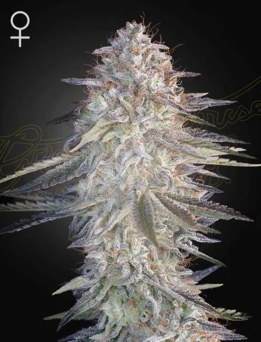 Super Lemon Haze X Pink Candy van Green House Seed Co.