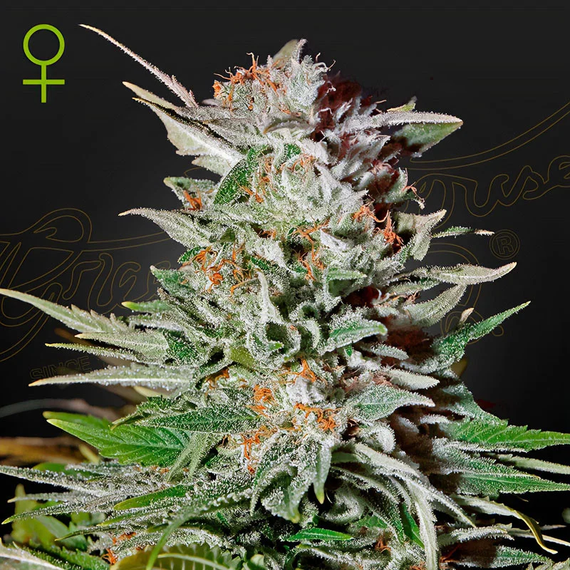 Super Lemon Haze van Green House Seed Co.