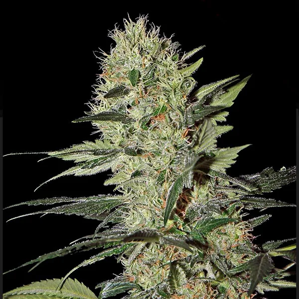Exodus Cheese van Green House Seed Co.