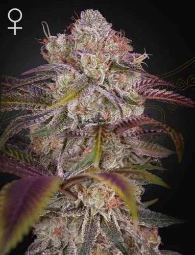 Gran Jefa van Green House Seed Co.